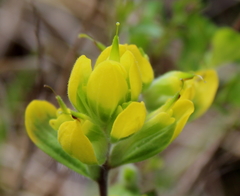 Castilleja kraliana