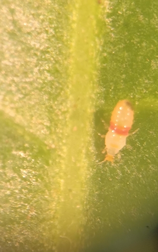 Redbanded Thrips photo 3