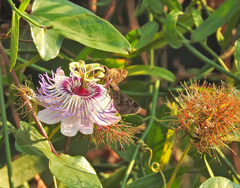 Cymaenes fraus