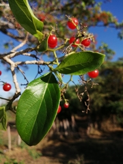 Cordia collococca