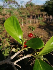 Cordia collococca