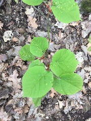 Tilia