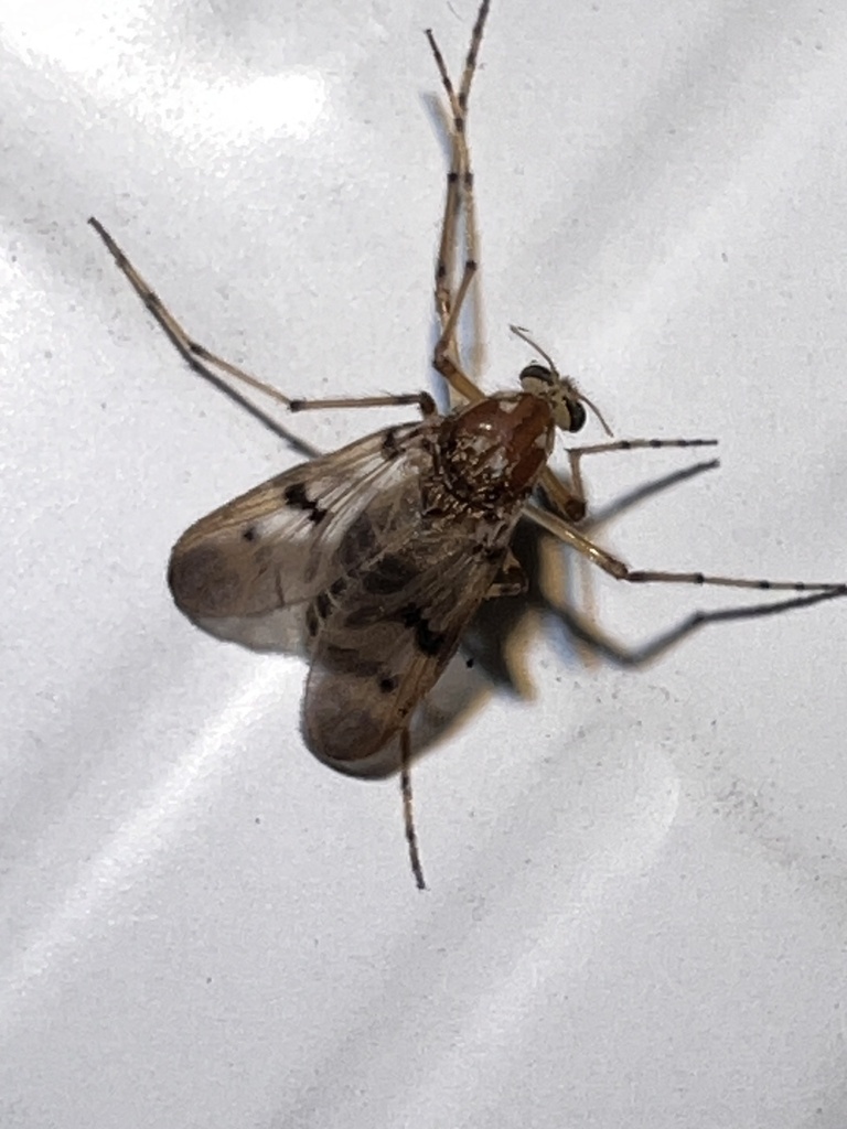Alotanypus umbrosus