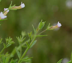 Gratiola brevifolia
