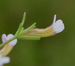 Gratiola brevifolia
