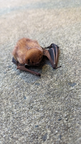 Eastern Red Bat photographed in North Carolina