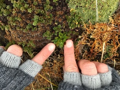 Caltha appendiculata
