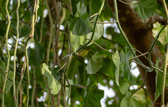 Setophaga petechia image