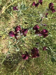 Lathyrus odoratus
