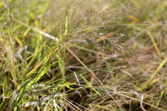 Spermestes cucullata scutata