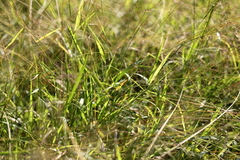 Spermestes cucullata scutata