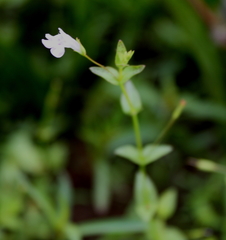 Lindernia anagallidea