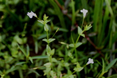 Lindernia anagallidea