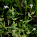 Lindernia anagallidea - Photo (c) Alvin Diamond, alguns direitos reservados (CC BY-NC), uploaded by Alvin Diamond