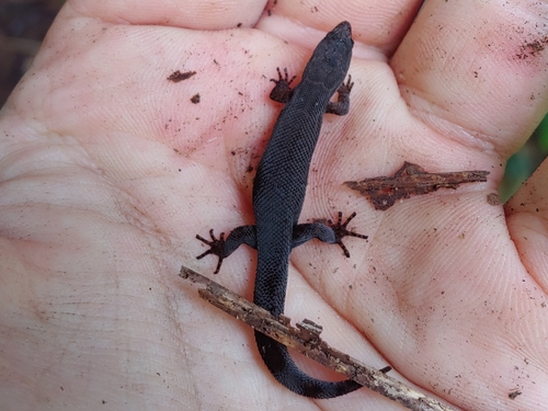 Klauber's Least Gecko, Sphaerodactylus klauberi