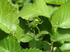 Micrommata