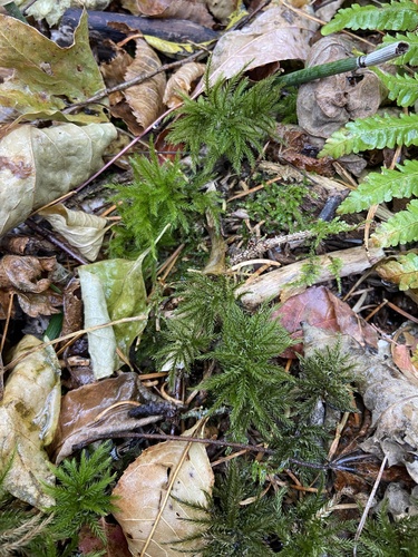 Climacium japonicum observed 2023-10-22