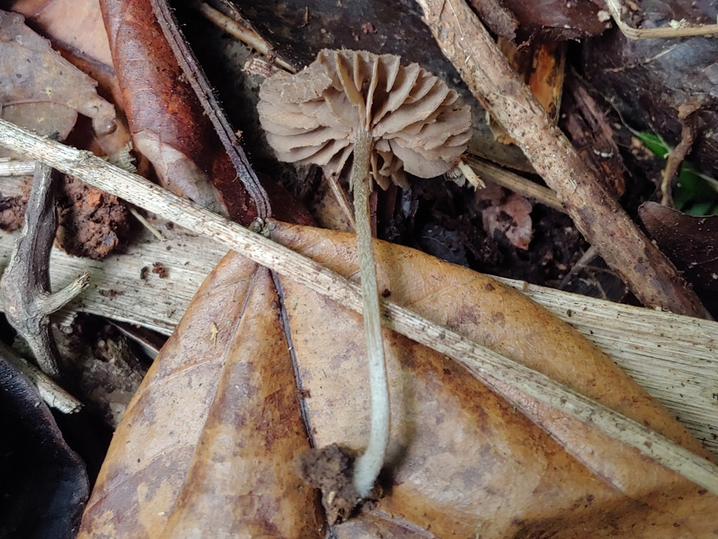 Entoloma sp. 'pouzarella-PR02'