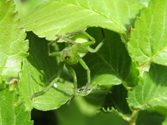 Micrommata