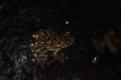 Amolops hongkongensis