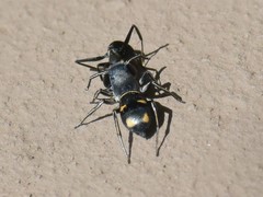 Camponotus arminius