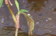 Agriocnemis femina oryzae