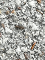 Cicindela sylvicola