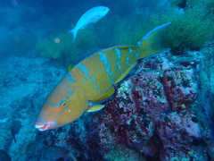 Bluechin Parrotfish photo 5