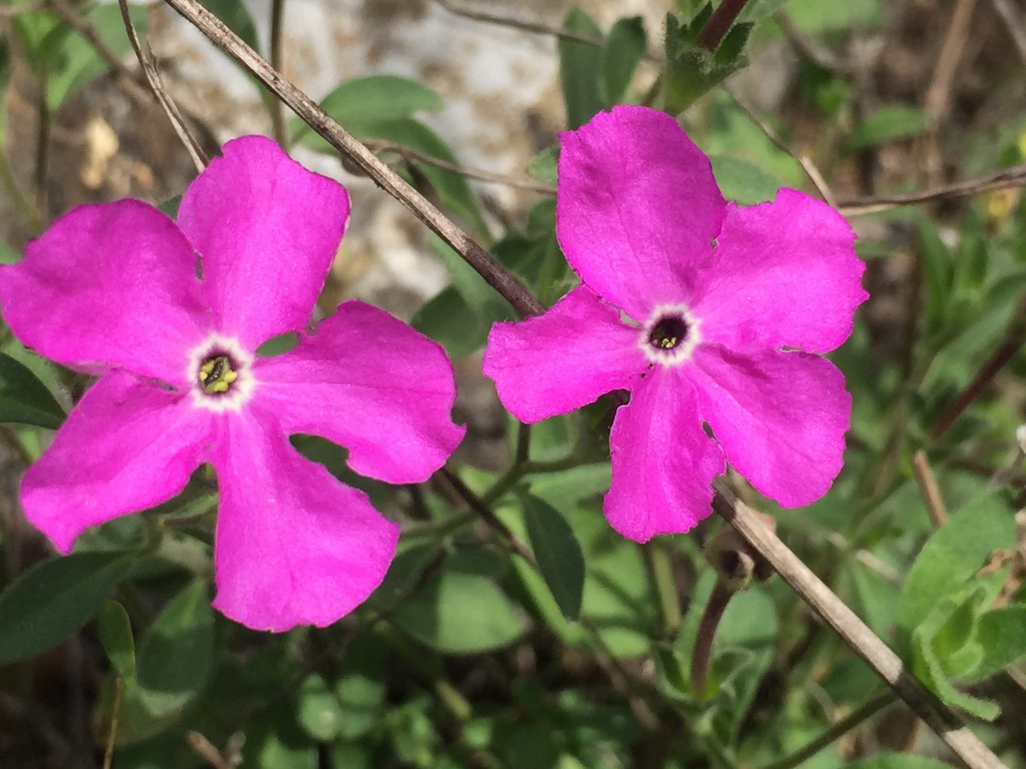 Hunzikeria texana