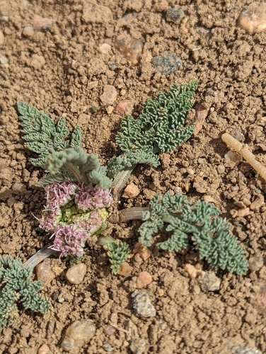 Image of Vesper montanus by (c) Eric Watts, some rights reserved (CC BY)