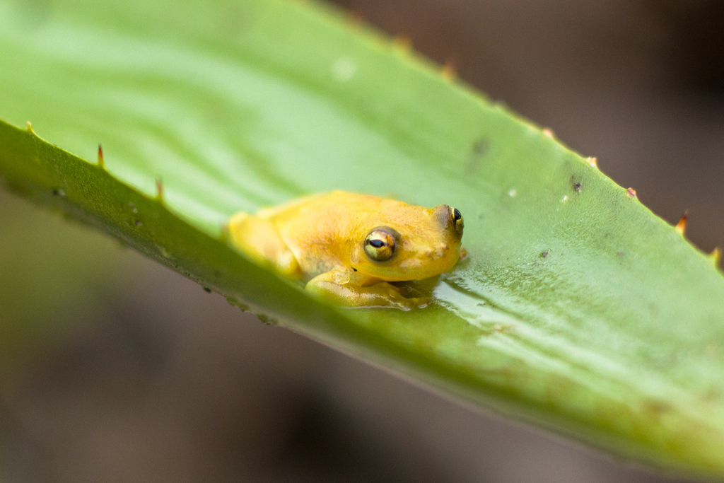 Yellow Heart-tongued Frog (Phyllodytes luteolus)