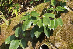 Stauntonia hexaphylla