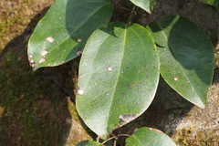 Stauntonia hexaphylla