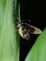 Amata germana