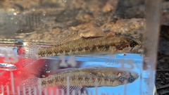 Fountain Darter photo 3