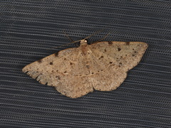 Taxeotis epigaea