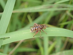 Eristalinus paria