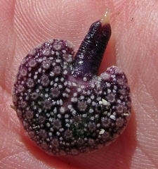 Renilla reniformis