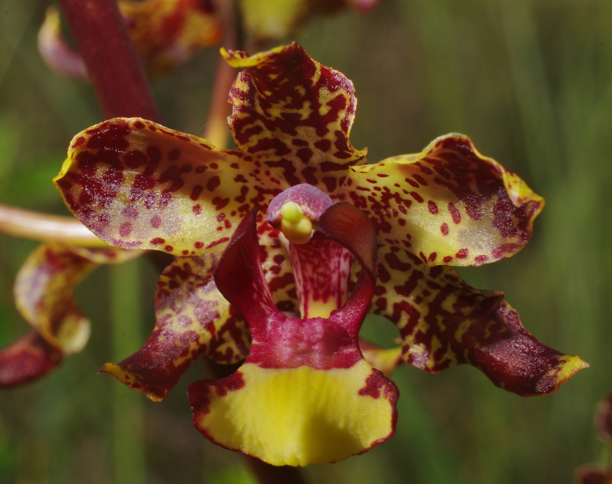 Cyrtopodium parviflorum Lindl.