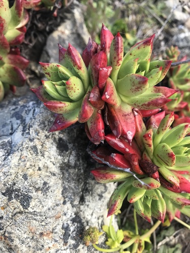 Dudleya farinosa
