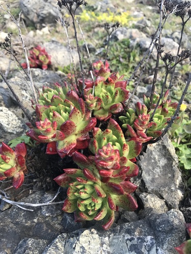 Dudleya farinosa