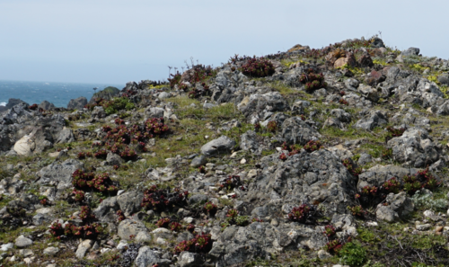 Dudleya farinosa