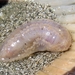 Splendid Sea Cucumber - Photo (c) Lori A Owenby, some rights reserved (CC BY-NC), uploaded by Lori A Owenby