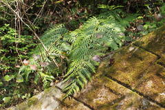 Woodwardia orientalis