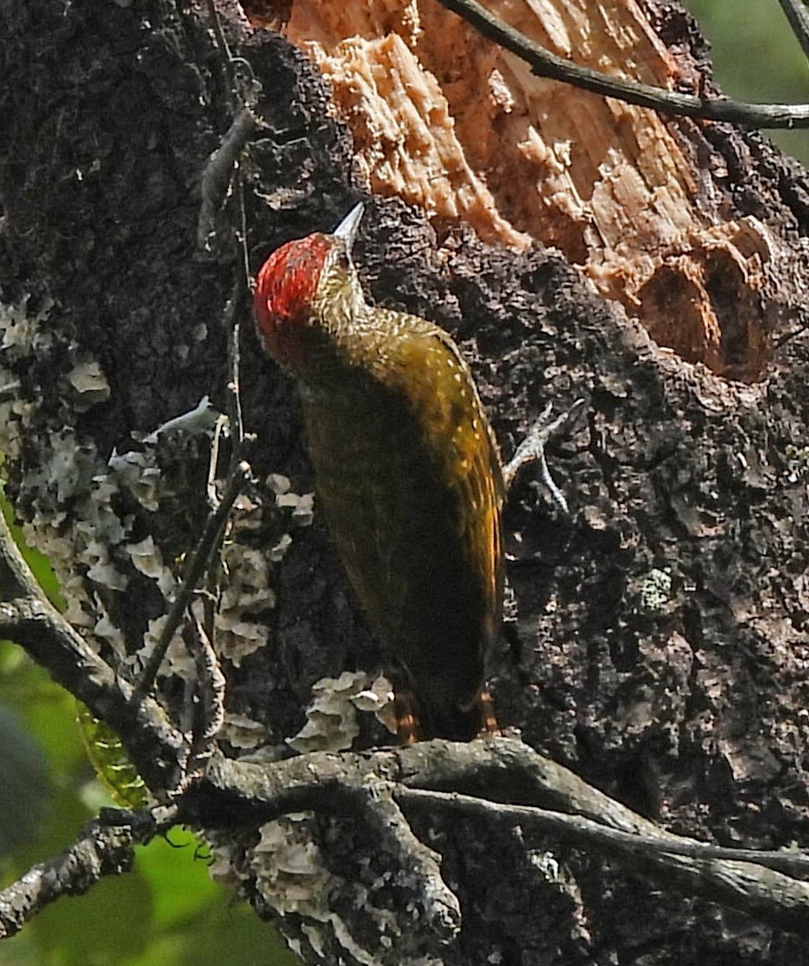 Dot-fronted Woodpecker (Veniliornis frontalis), photo 10