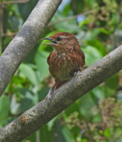 Spot-breasted Thornbird