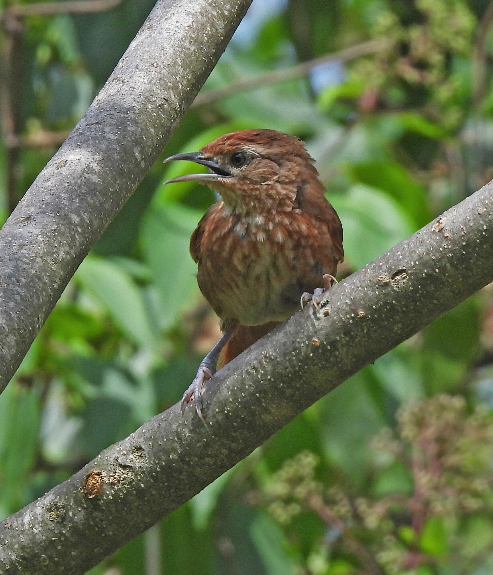 Spot-breasted Thornbird (Phacellodomus maculipectus), photo 3