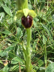Ophrys sphegodes sphegodes
