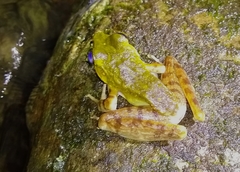 Meristogenys kinabaluensis