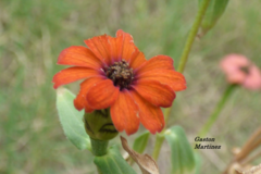 Zinnia peruviana